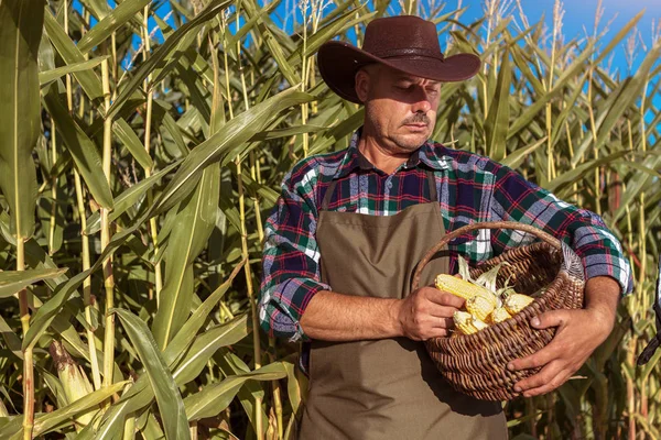 farmer in a hat and apron holds a basket of corn in his hands. Harvesting of corn. Farming