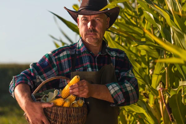 Portrait of a farmer in a hat, apron, with a basket of juicy, ripe corn at sunset in a cornfield. Agriculture, farming