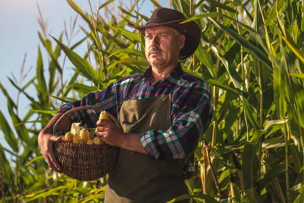 Portrait of a farmer in a hat, apron, with a basket of juicy, ripe corn at sunset in a cornfield. Agriculture, farming