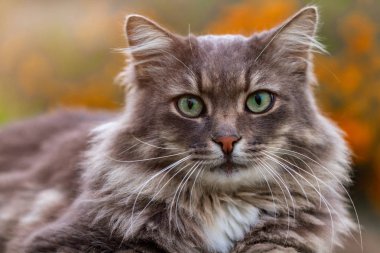 Sokakta çizgili, gri kedi.