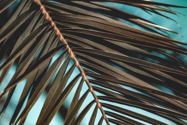 Palmiye dalları doku. Tropikal doku. Duvar kağıdı, tropikal arka plan 