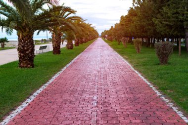 Gün batımında palmiye ağaçları arasında blok yol. Koşu, hareket ve gün batımında yürüyüş spor, yolluk  