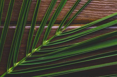 Ahşap arka plan yakın çekim üzerinde palmiye ağacı dalı. Tropikal doku ve arka plan. Palmiye ağacı doku