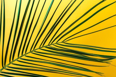 Sarı arka plan yakın çekim üzerinde palmiye ağacı dalı. Tropikal doku ve arka plan. Palmiye ağacı doku