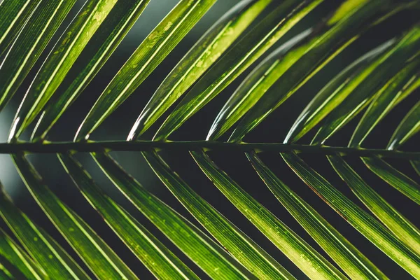 Textura Folha Palma Textura Tropical Papel Parede Fundo Tropical — Fotografia de Stock