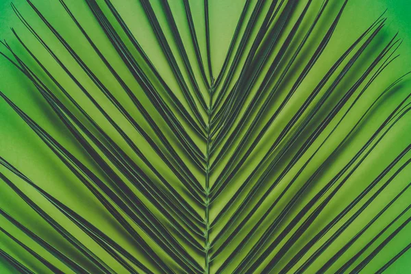 Branch Palm Tree Green Background Close Tropical Texture Background Palm — Stock Photo, Image