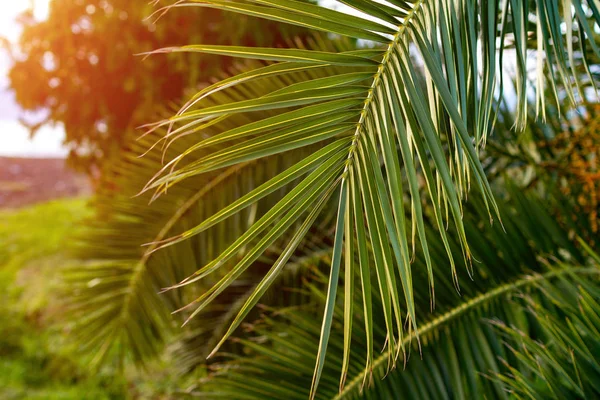 A branch of palm trees close up at sunset. Palm and tropical texture. Tropical wallpaper and background