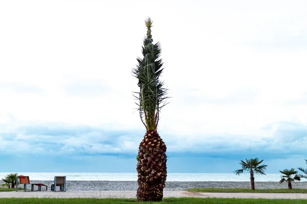 Palm tree in the form of pineapple by the sea