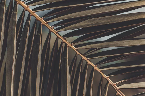 Текстура Пальмових Гілок Тропічна Текстура Шпалери Тропічний Фон — стокове фото