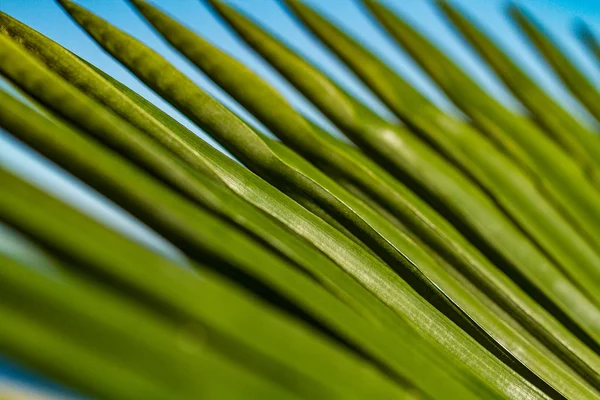 Texture of palm leaf. Tropical texture. Wallpaper, tropical background