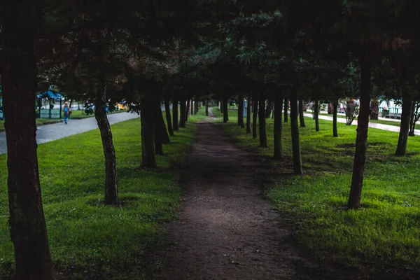 Estrada Parque Entre Árvores Coníferas Caminhadas Livre — Fotografia de Stock