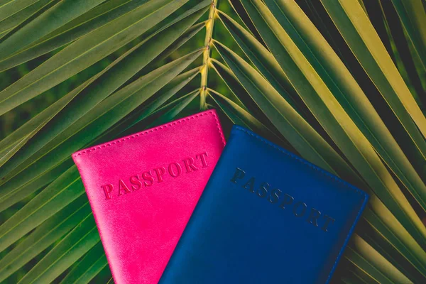 Paszporty Turystów Podróżujący Tle Gałąź Drzewa Palmowego Wakacje Podróże Koncepcja — Zdjęcie stockowe
