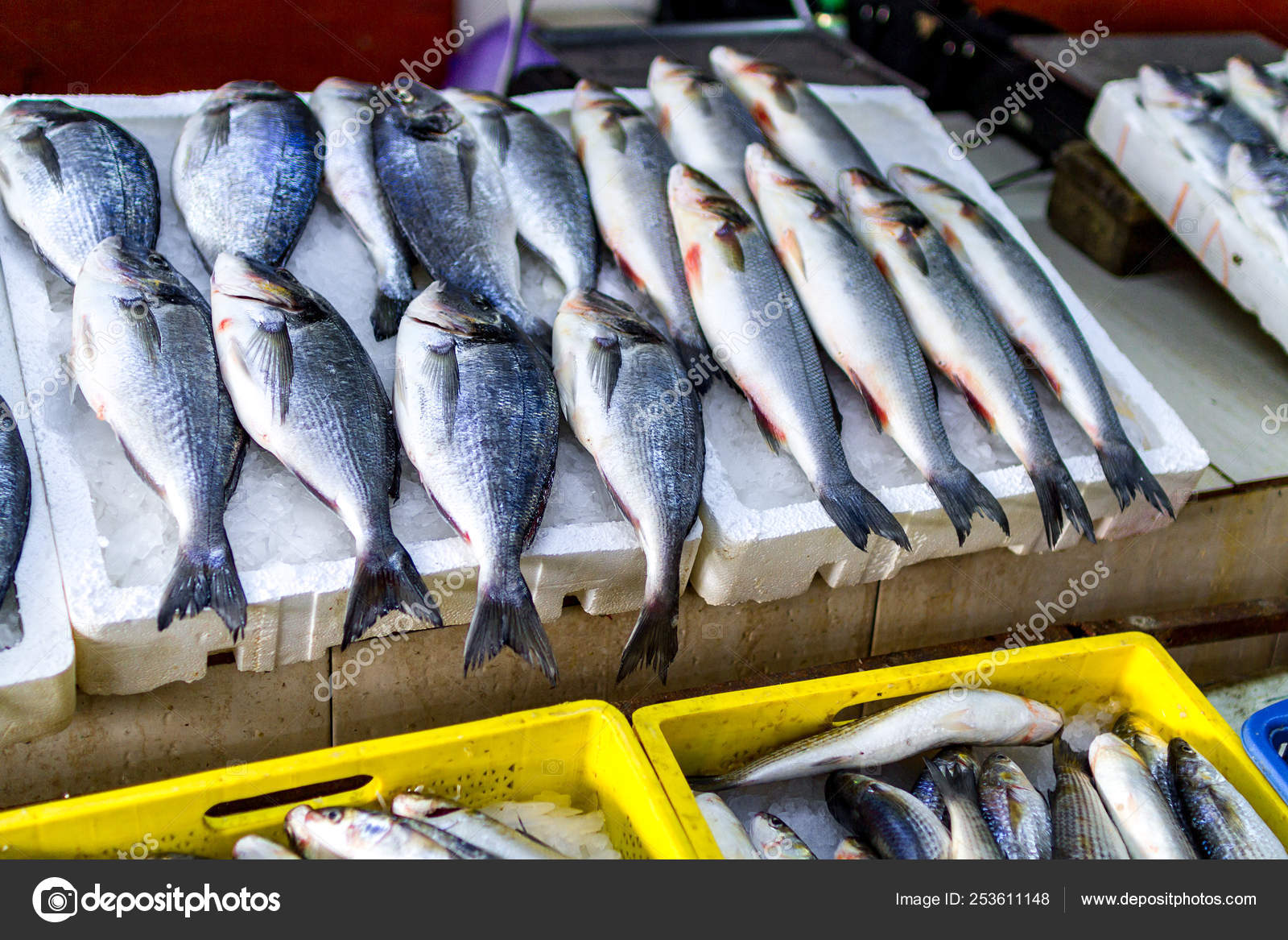 Fish stores that buy fish 2025