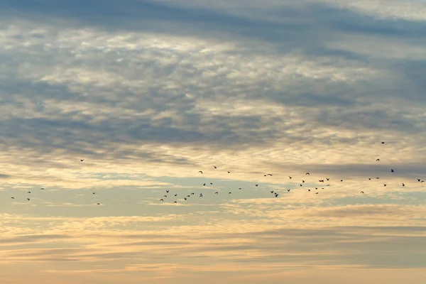 A flock of flying birds to the warm edges on the background of a sunset sky with clouds. Bird migration