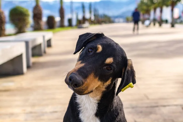 Portrait of a stray dog with a chip on the ear about vaccinations. Homeless animals