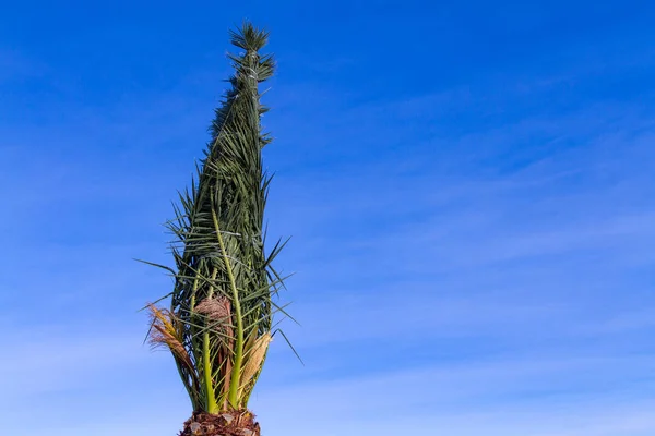 Palmier Contre Ciel Bleu Préparation Des Branches Palmier Pour Hiver — Photo