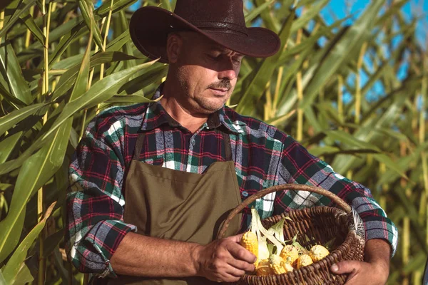 Farmář v klobouku a zástěře v kukuřičném poli sklízí šťavnatou, — Stock fotografie