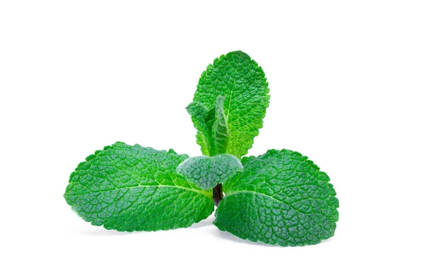 Terisolasi segar, daun mint hijau pada latar belakang putih. Herbal, tr — Stok Foto