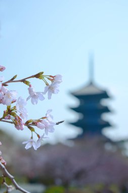 Japonya'da bahar bloom kiraz çiçeği ağacında.