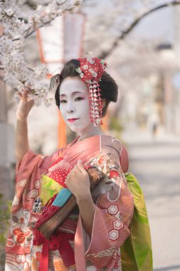 Maiko kimono kanzashi pimleri ve kiraz dal Kyoto'nın Gion ilçe holding ile yapılan.