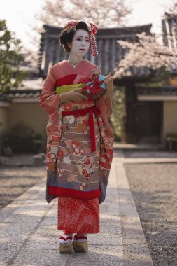 Maiko Geçidi'nde günbatımı kiraz çiçekleri tarafından çevrili bir geleneksel Japon tapınağın önünde taş bir yol üzerinde yürüyen bir kimono içinde.