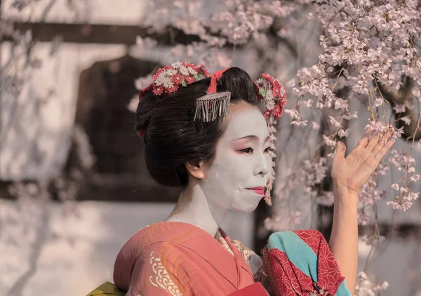 Maiko Кімоно Позує Перед Традиційний Японський Будинок Оточений Вишнею Цвітіння — стокове фото