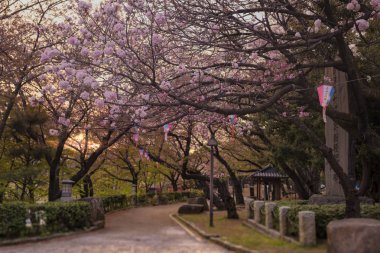 Asukayama park Kita bölge Tokyo, Japonya pembe kiraz ağaçları ile günbatımı güzel hanami parti.
