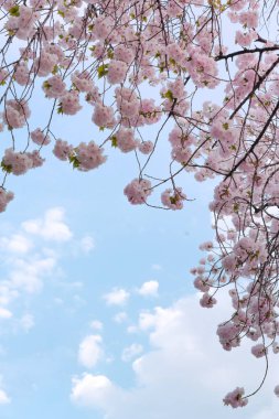 Tokyo, Japonya'da Asukayama park kiraz ağlayan kiraz ağaçları.