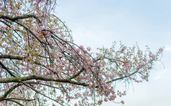 Cherry Weeping Cherry Blossom Asukayama Park Tokyo Japan — Stock Photo, Image