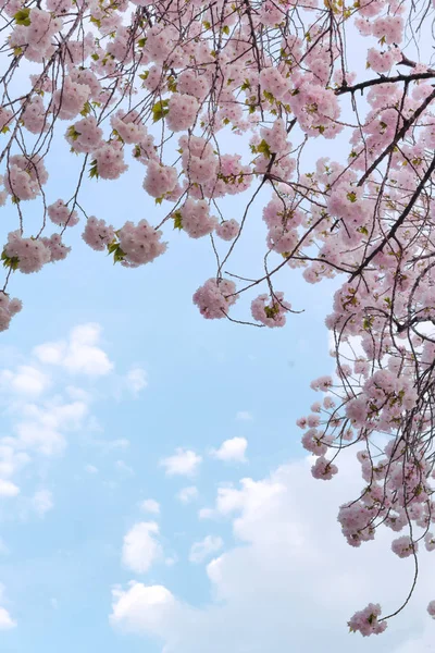 Cerezo Flor Cerezo Llorón Del Parque Asukayama Tokio Japón — Foto de Stock
