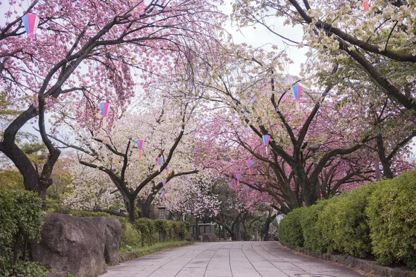 Цветение Вишни Парка Асукаяма Районе Кита Северу Токио Парк Создан — стоковое фото