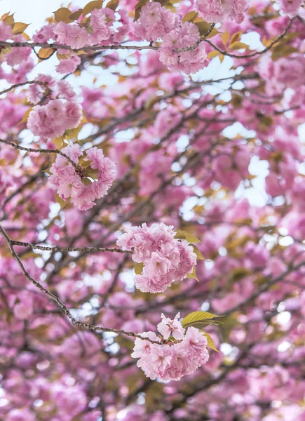 Flores Flores Cerezo Rosa Bolas Del Tipo Kazan Parque Asukayama — Foto de Stock