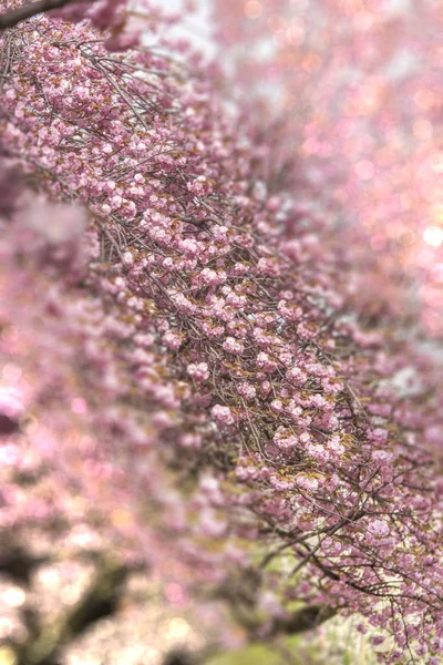 Cereja Rosa Floresce Flor Com Efeito Lente Inclinação Bokeh Pálido — Fotografia de Stock