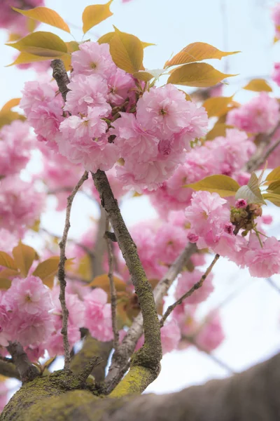 Pink Cherry Blossom Lovely Hanami Party Asukayama Park Kita District — Stock Photo, Image