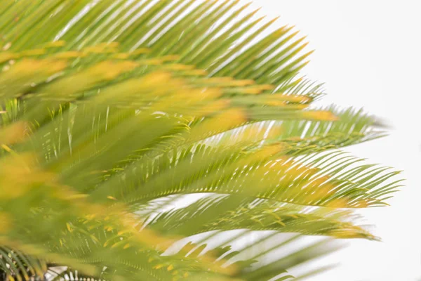 Japonya Okinawa Yeşil Palmiye Yaprağı Bokeh Beyaz Zemin Üzerine — Stok fotoğraf