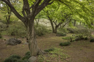 Rikugien park bahçe Bunkyo bölgesinde, Tokyo kuzeyinde bir akça ağaç bükülmüş bagajında. 18. yüzyılın başında park oluşturuldu.