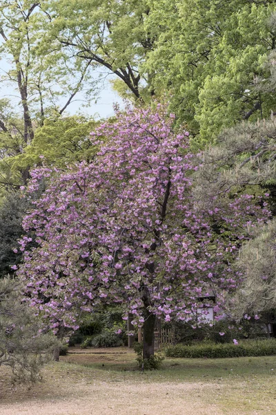 Fiori Fiori Ciliegio Rosa Tipo Kazan Nel Rikugien Park Nel — Foto Stock