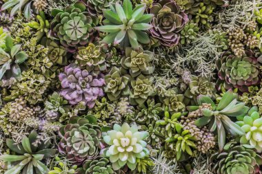 Succulents çiçek aranjmanı çok yüksek konsantrasyon plastik sentetik üreme.