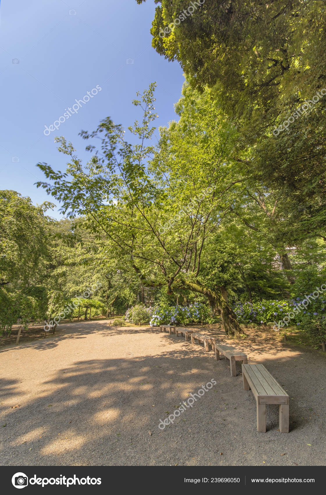 Old Cherry Tree Large Trunk Full Green Moss Surrounded Benches