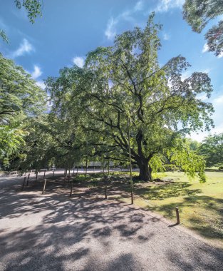 En büyük ağlayan kiraz ağacı 15 metre yüksekliğinde ve 20 metre genişliğinde bahar bahçe Rikugien Tokyo, Japonya.