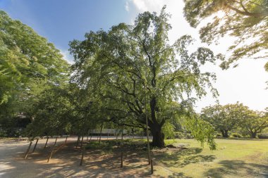 En büyük ağlayan kiraz ağacı 15 metre yüksekliğinde ve 20 metre genişliğinde bahar bahçe Rikugien Tokyo, Japonya.