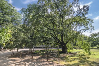 En büyük ağlayan kiraz ağacı 15 metre yüksekliğinde ve 20 metre genişliğinde bahar bahçe Rikugien Tokyo, Japonya.
