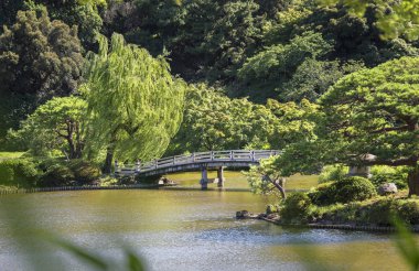 Tokyo, Japonya - 29 Haziran 2018: Üst Pond's ahşap köprü Gyoen geleneksel Japon Bahçe, akçaağaç ve çam ormanlar cayır cayır yanan bir altında Park sun ve içinde erken yaz.