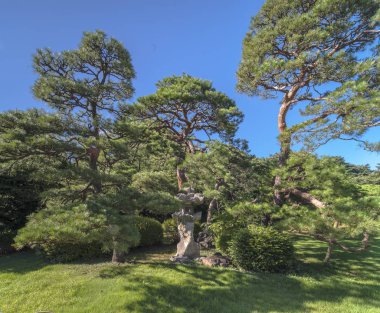 Tokyo, Japonya - 29 Haziran 2018: Yeşil çim ve çam ağaçları ve Tokyo, Japonya'da Shinjuku Gyoen bahçede mavi gökyüzü altında yuvarlak taş fener.