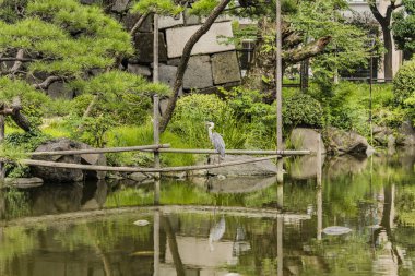 Japon heron Shinji İmparatorluk Sarayı Güney hendek çevreleyen, gölet Hibiya Parkı genel bahçesinde. Word Shinji kalp ve formu olan 2 baþlayabilir oluşmaktadır.