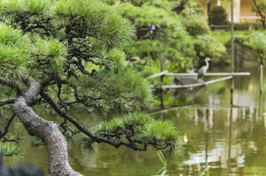 Çam ağacı ve Shinji İmparatorluk Sarayı Güney hendek çevreleyen, gölet Hibiya Parkı genel bahçesinde Japon heron. Word Shinji kalp ve formu olan 2 baþlayabilir oluşmaktadır.