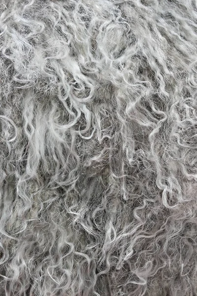 Sentetik hayvandan yapılmış gri kürkün oldukça detaylı arka plan dokusu uzun dalgalı ve kıvırcık saçlı..
