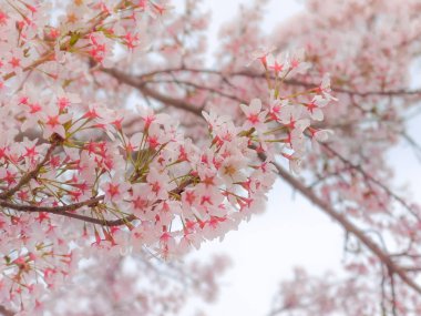 Japon pembe sakura kiraz çiçekleri çiçek çiçeklenme yakın çekim.