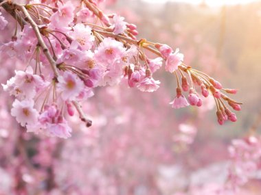 Japon pembe sakura kiraz çiçekleri çiçek çiçeklenme yakın çekim.