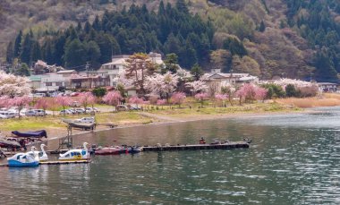 Fuji Dağı ve Kawaguchi Gölü kıyısında pembe sakura kiraz çiçekleri ağaçlar çiçek bahar Japonya ile.